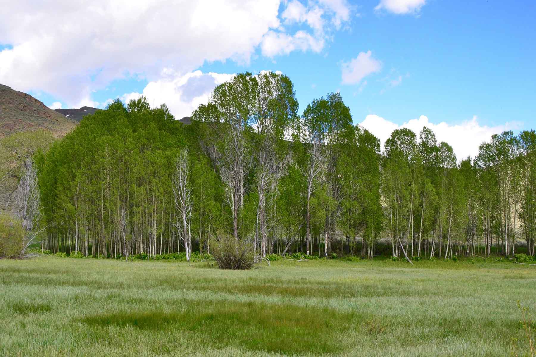Muldoon Creek Ranch property picture 27 of 33