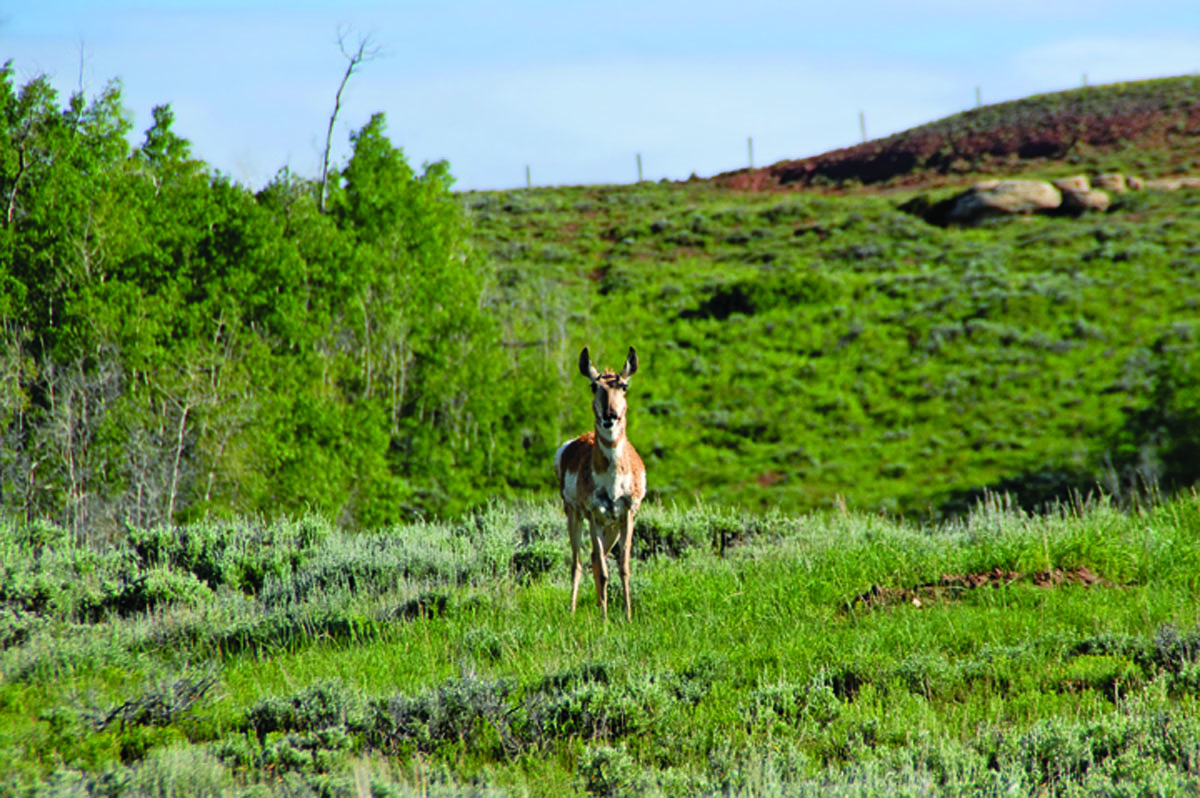 Antelope Run Ranch property picture 4 of 10