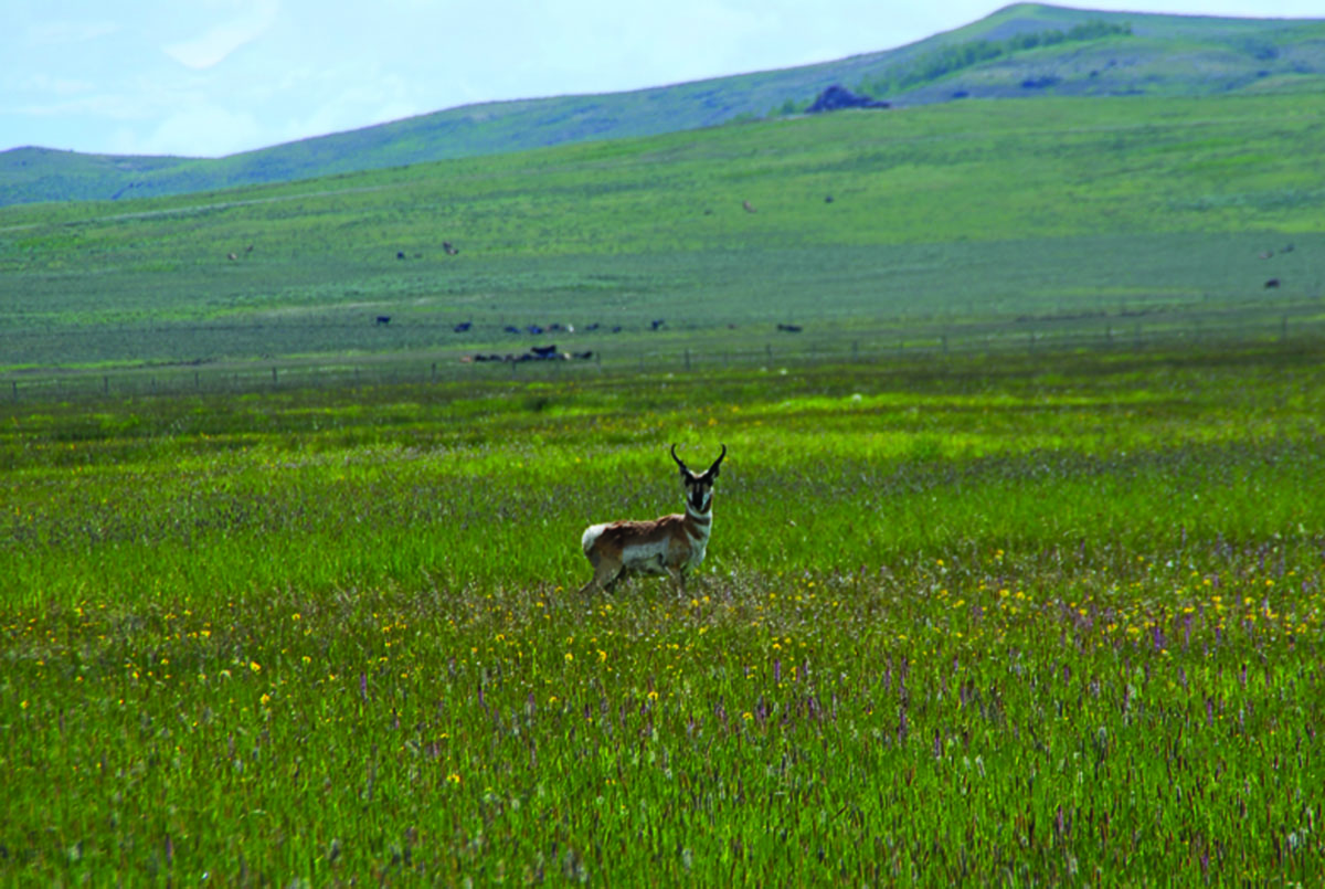 Antelope Run Ranch property picture 10 of 10