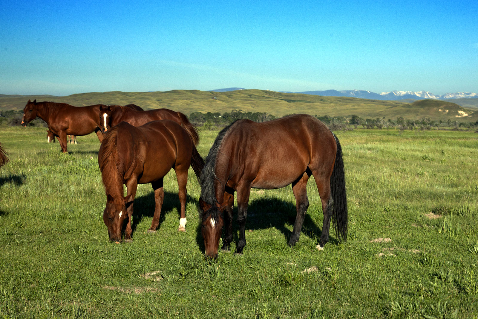 Beaverhead River Ranch Sold Montana Hall and Hall