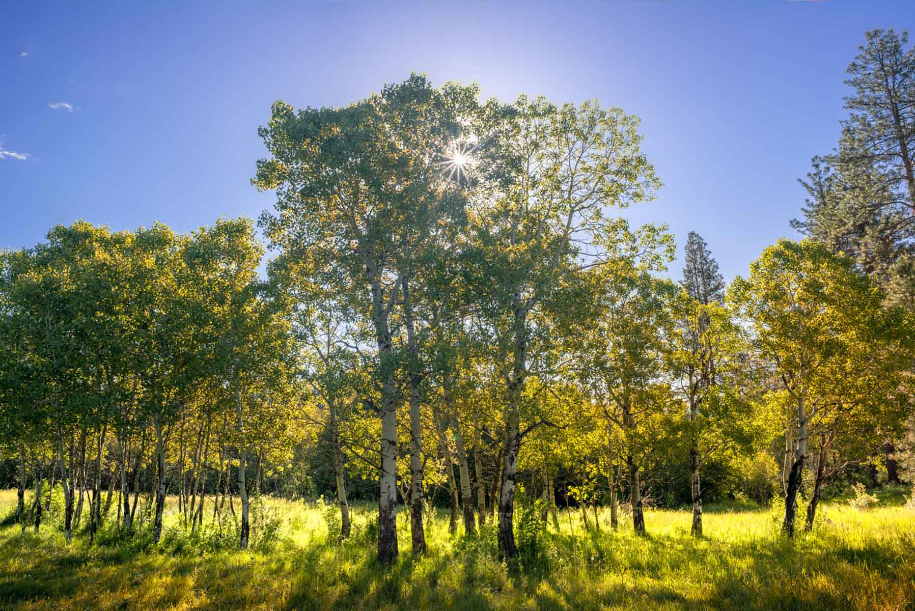 Million Gulch Ranch property picture 28 of 45