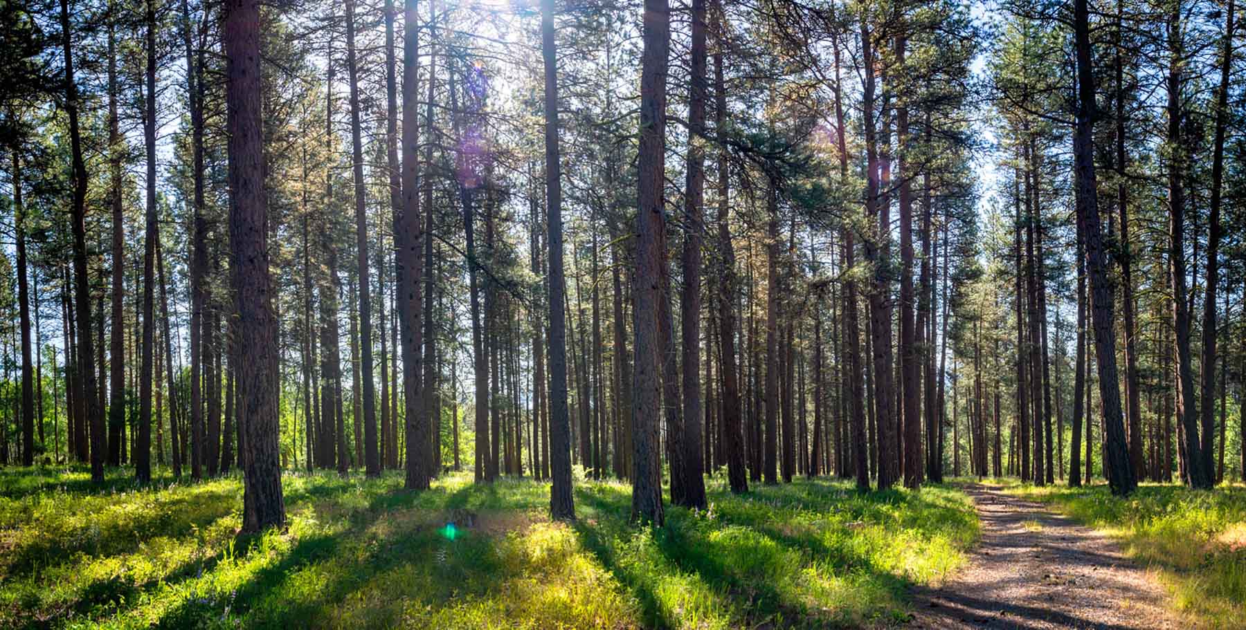 Million Gulch Ranch property picture 30 of 45