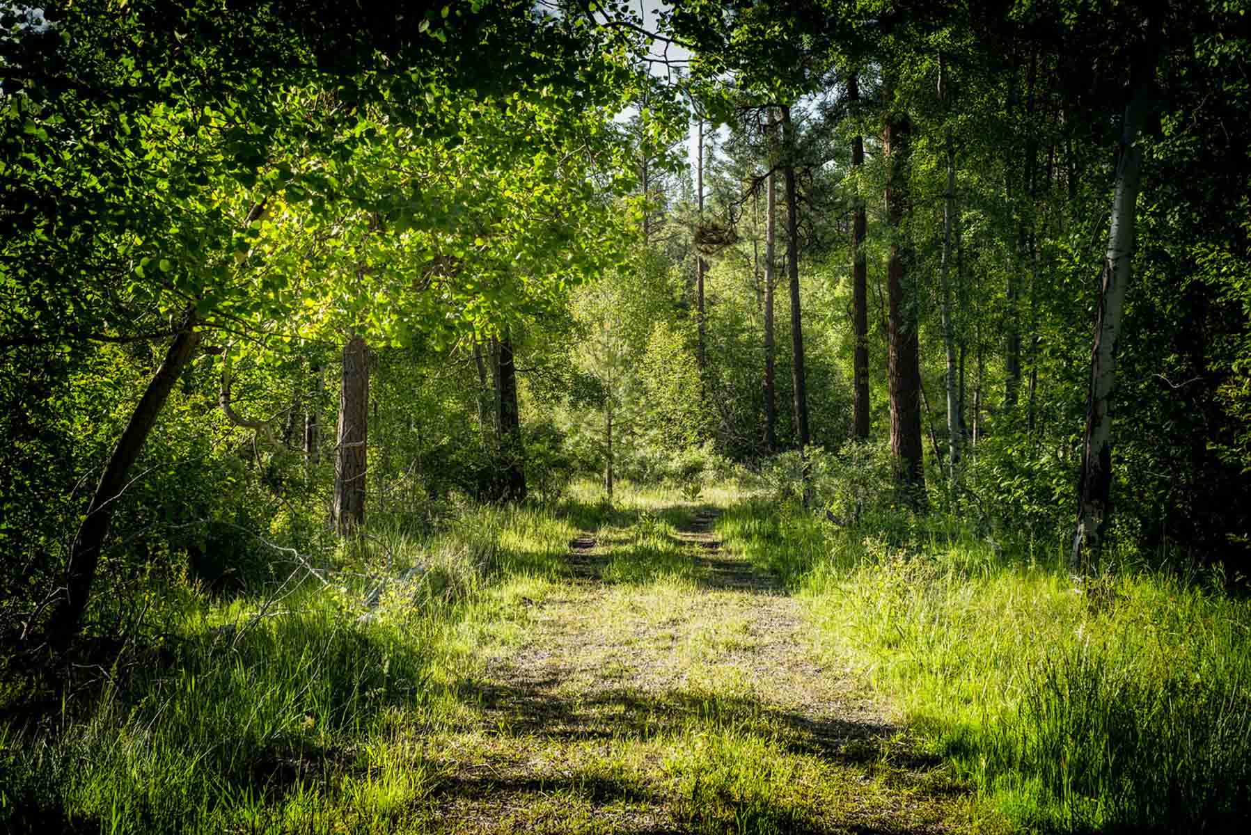 Million Gulch Ranch property picture 24 of 45