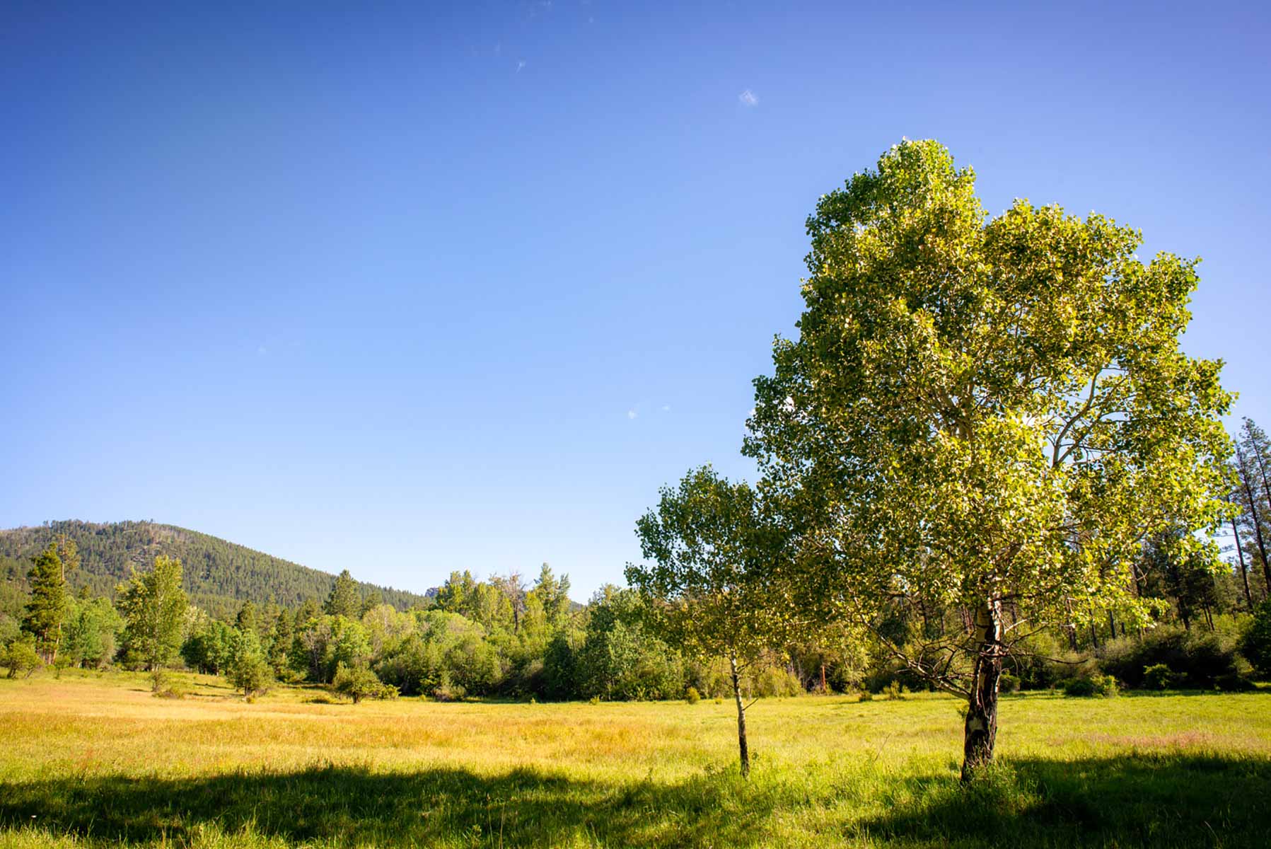 Million Gulch Ranch property picture 29 of 45