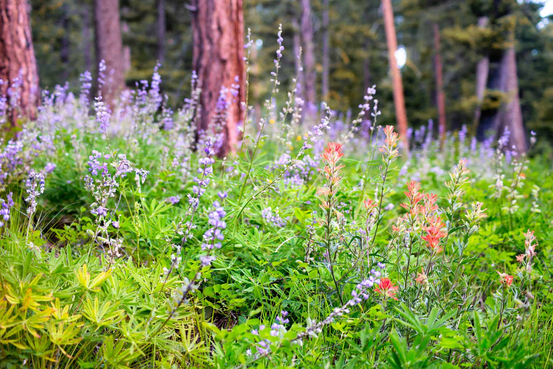 Million Gulch Ranch property picture 15 of 45