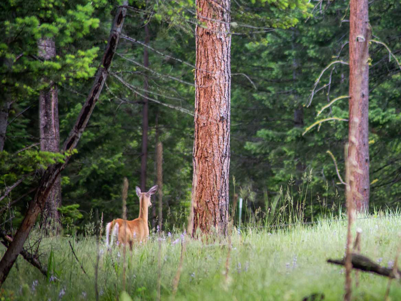 Million Gulch Ranch property picture 17 of 45