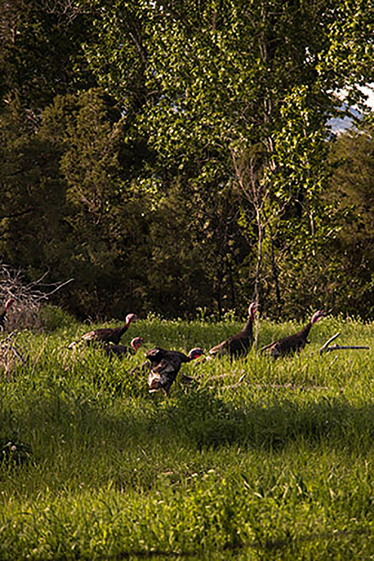 Shorthill Homestead property picture 22 of 25