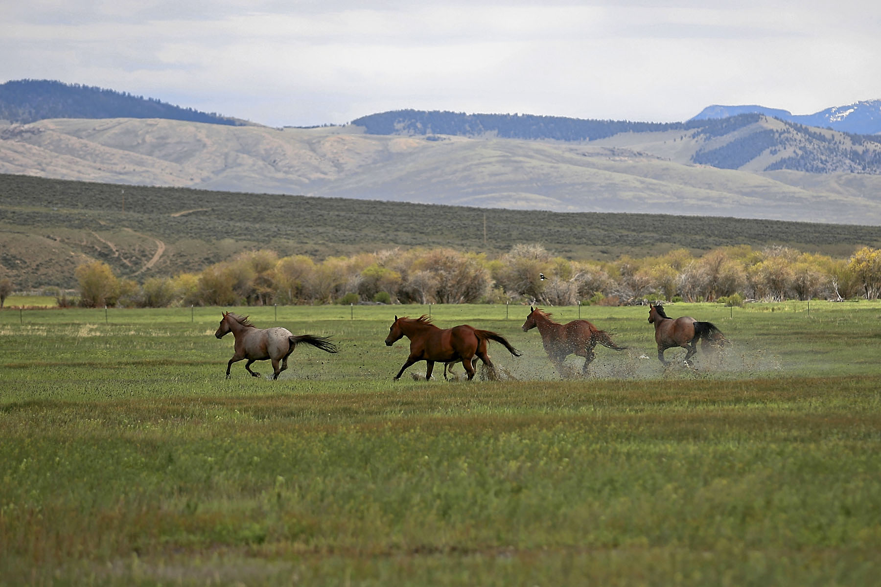 Horse Prairie Ranch property picture 44 of 78