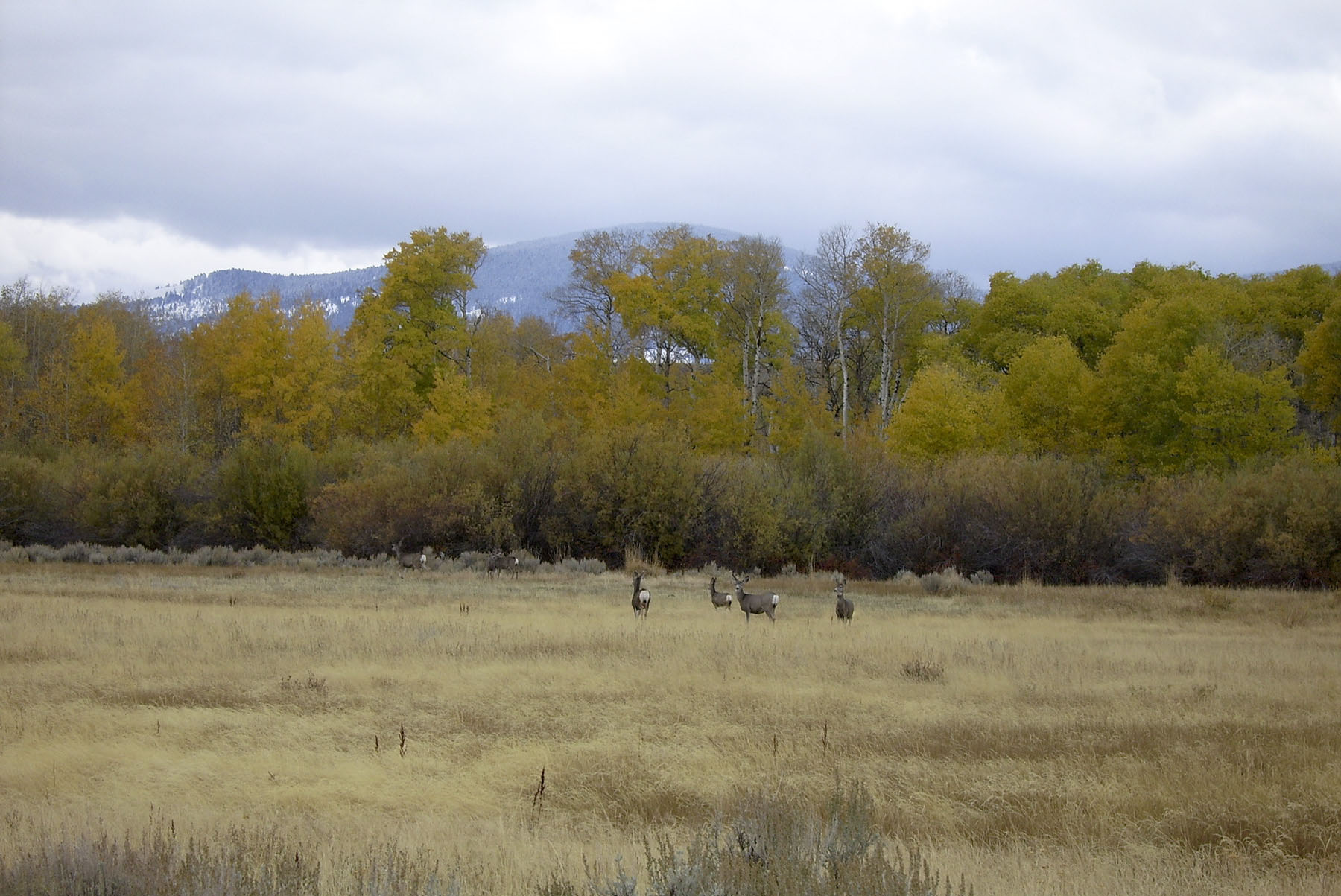 Horse Prairie Ranch property picture 50 of 78