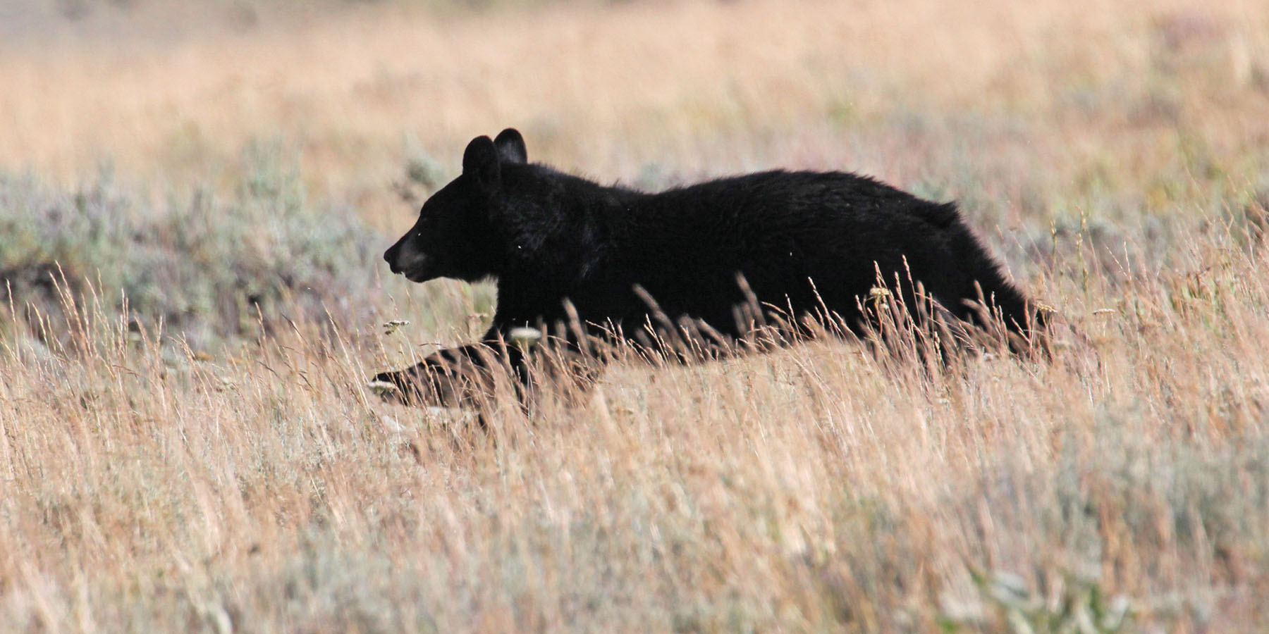 Horse Prairie Ranch property picture 73 of 78