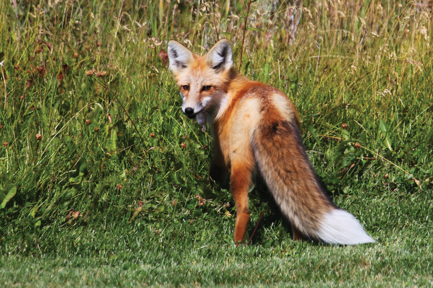 Horse Prairie Ranch property picture 75 of 78
