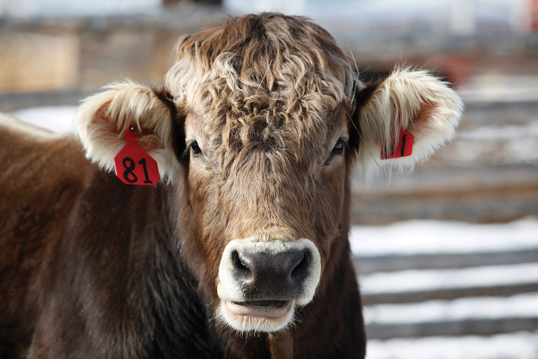 Horse Prairie Ranch property picture 46 of 78