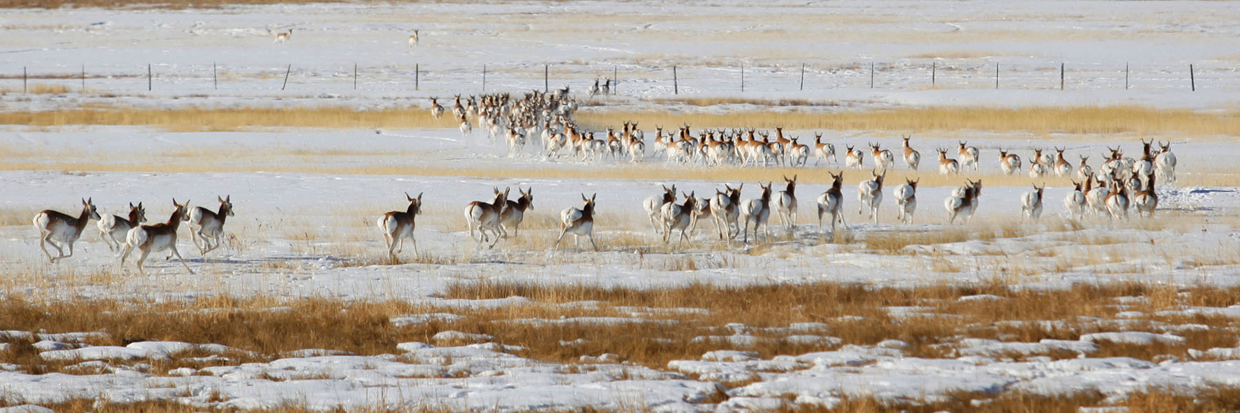 Horse Prairie Ranch property picture 48 of 78