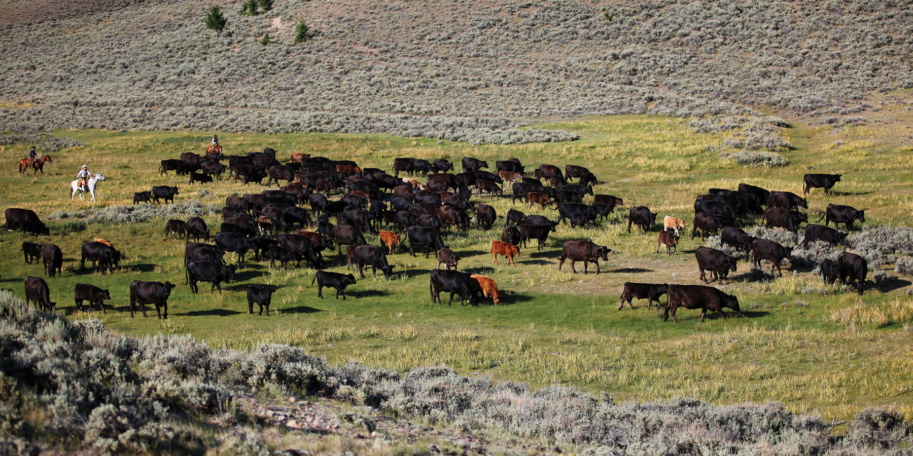 Horse Prairie Ranch property picture 9 of 78