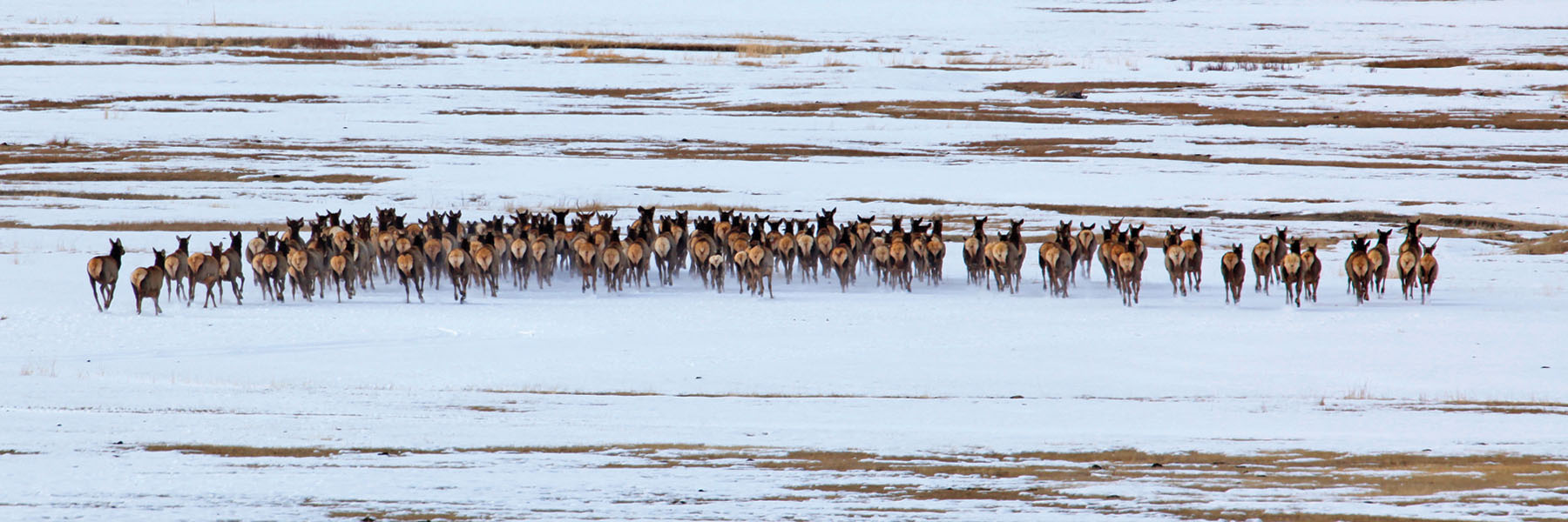 Horse Prairie Ranch property picture 47 of 78