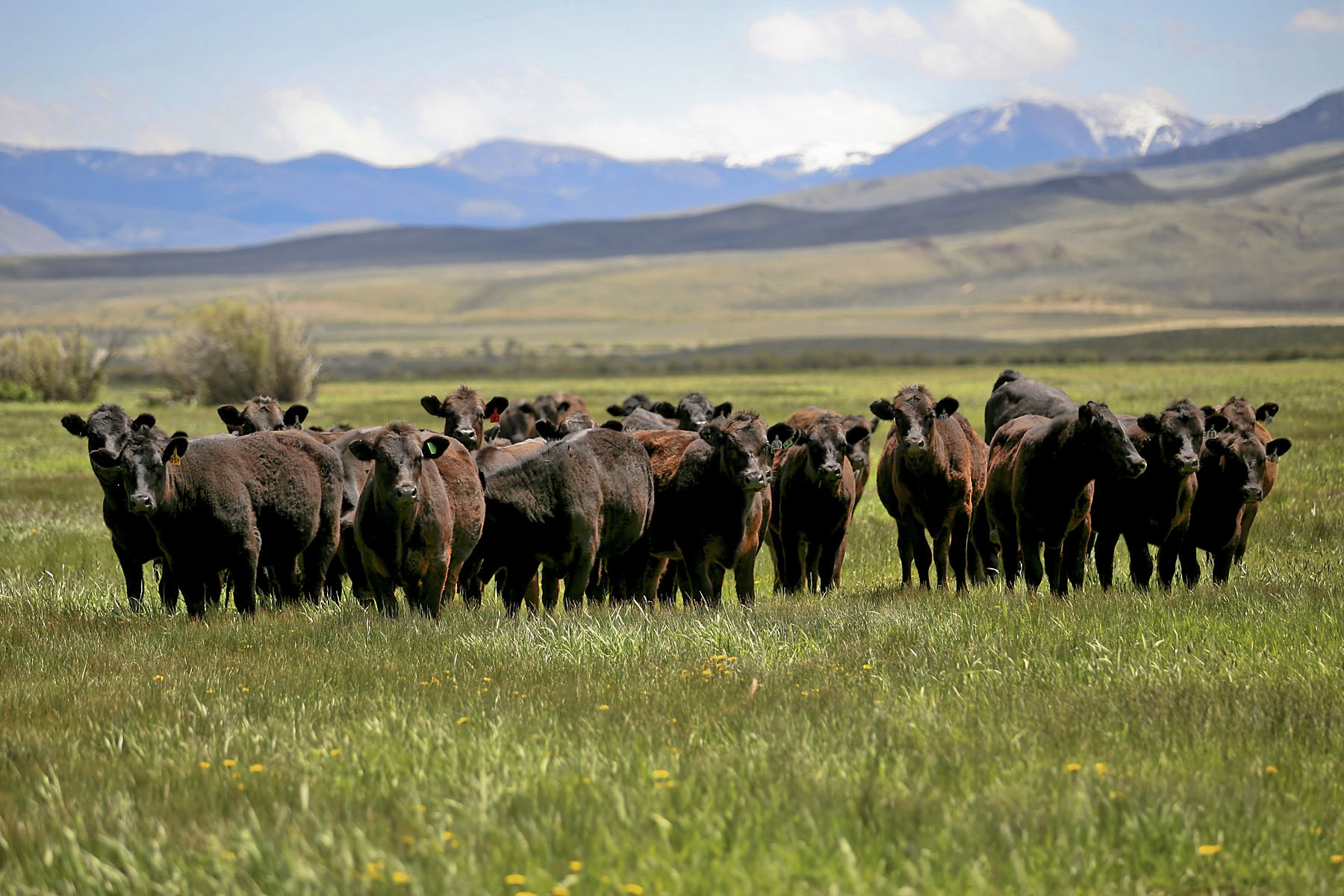 Horse Prairie Ranch property picture 26 of 78