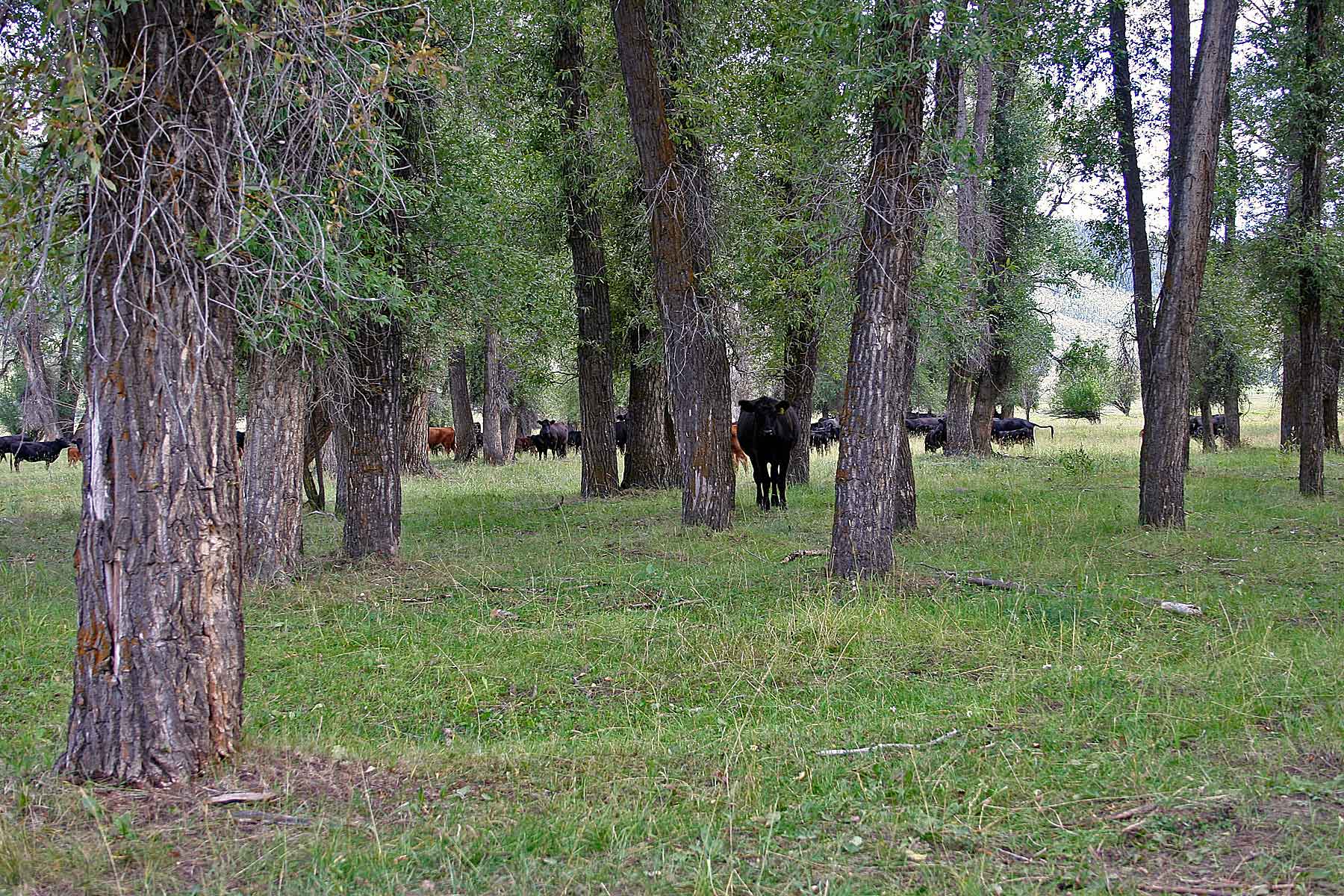 Three Waters Ranch property picture 32 of 148