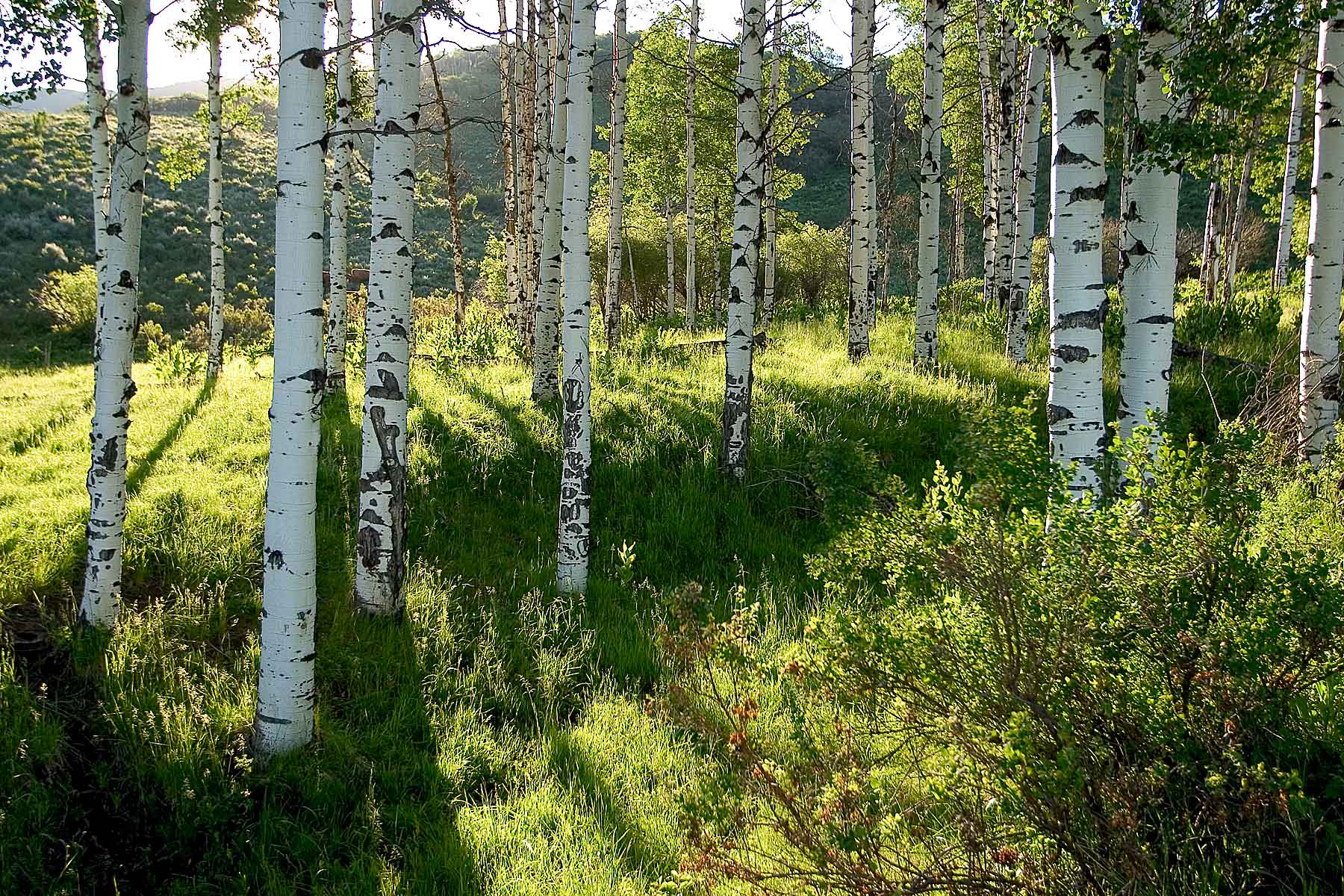 Three Waters Ranch property picture 84 of 148