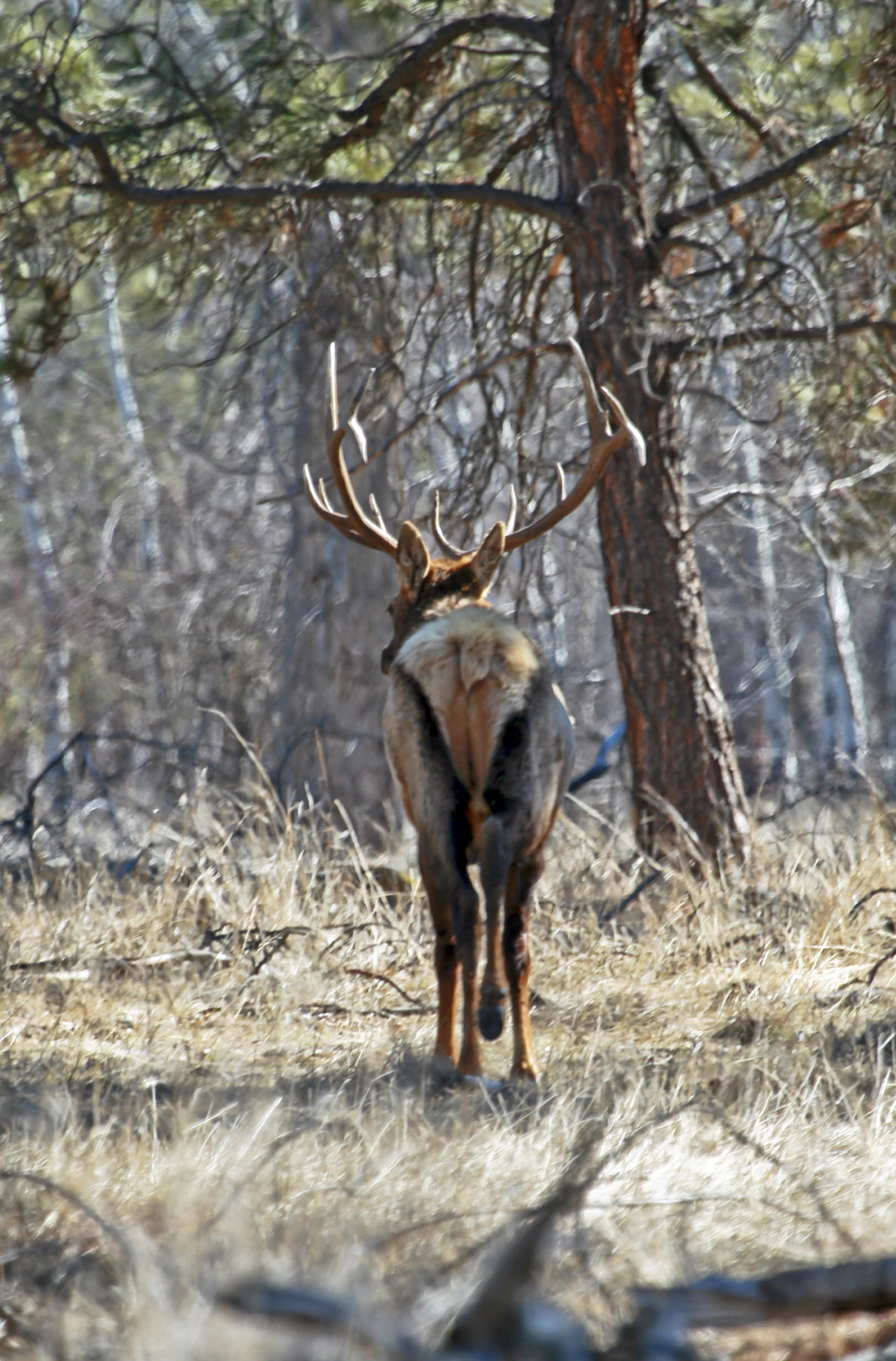 Kootenai Springs Ranch property picture 14 of 92