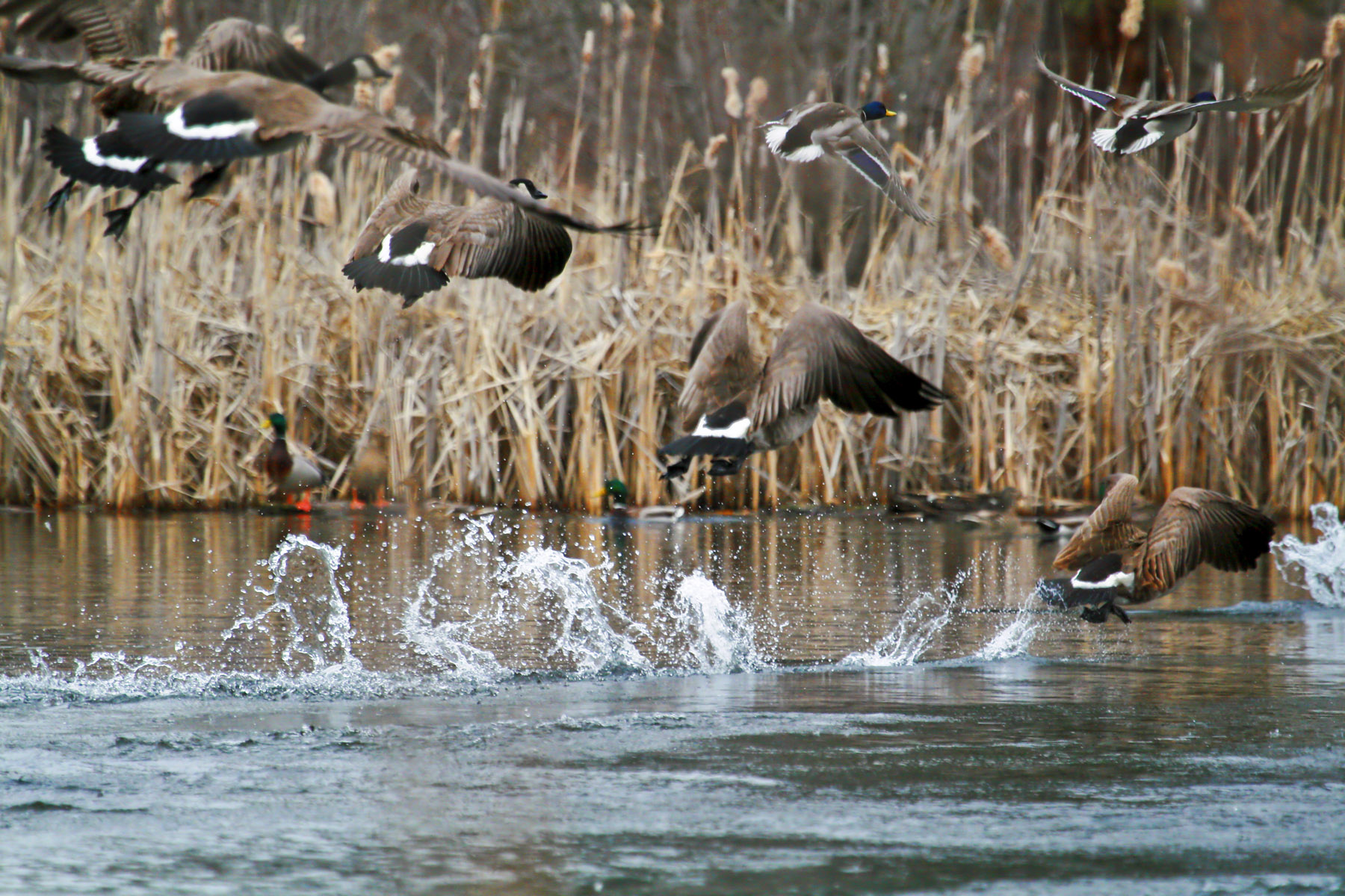 Kootenai Springs Ranch property picture 13 of 92