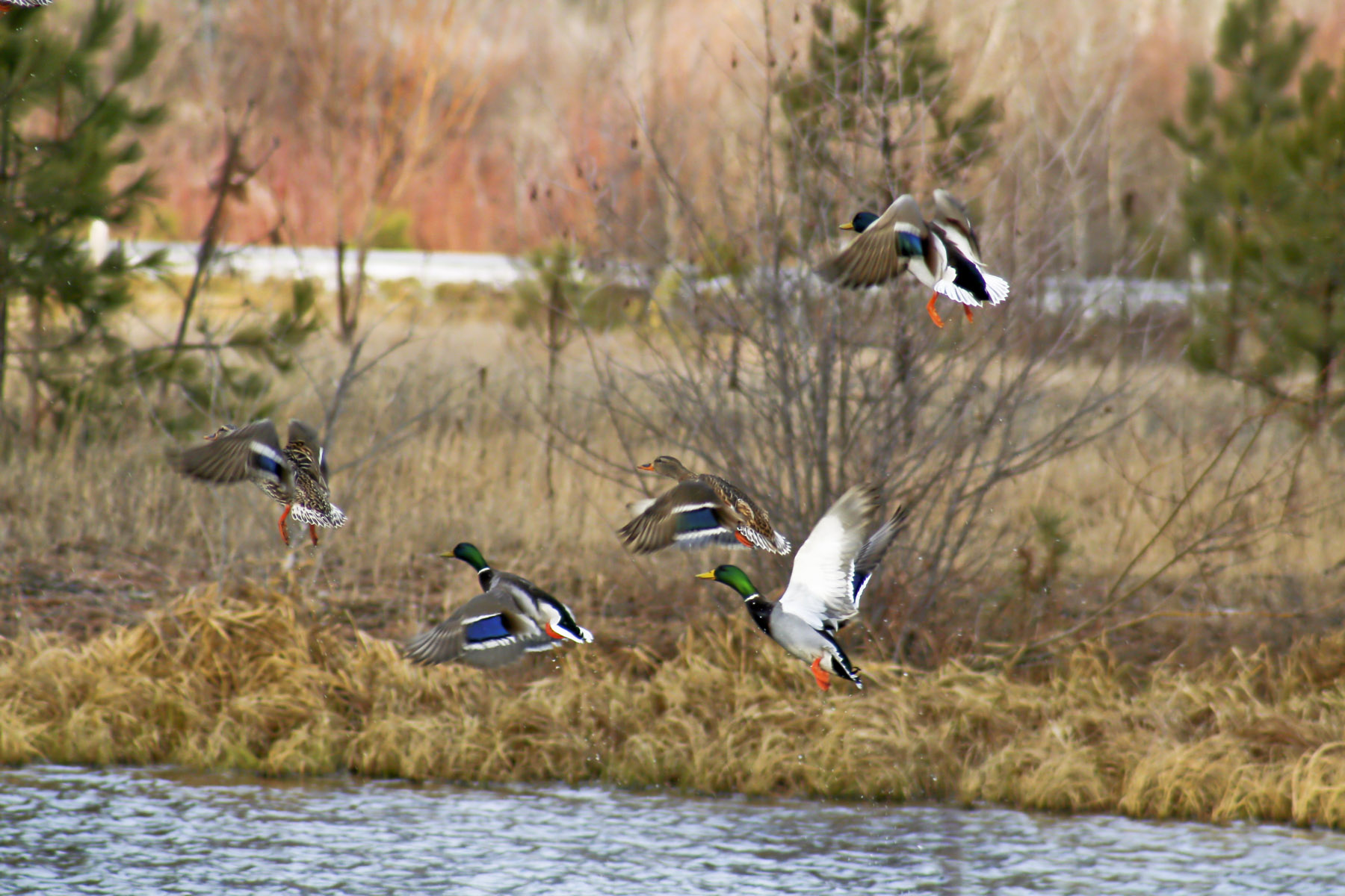 Kootenai Springs Ranch property picture 12 of 92