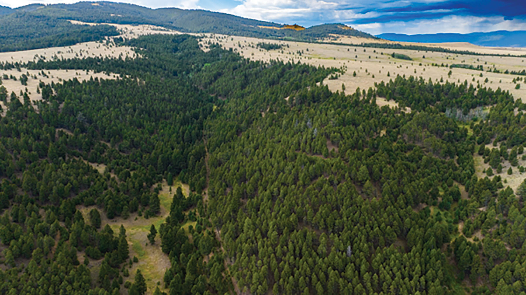 Deer Lodge Mountain Ranch property picture 14 of 29