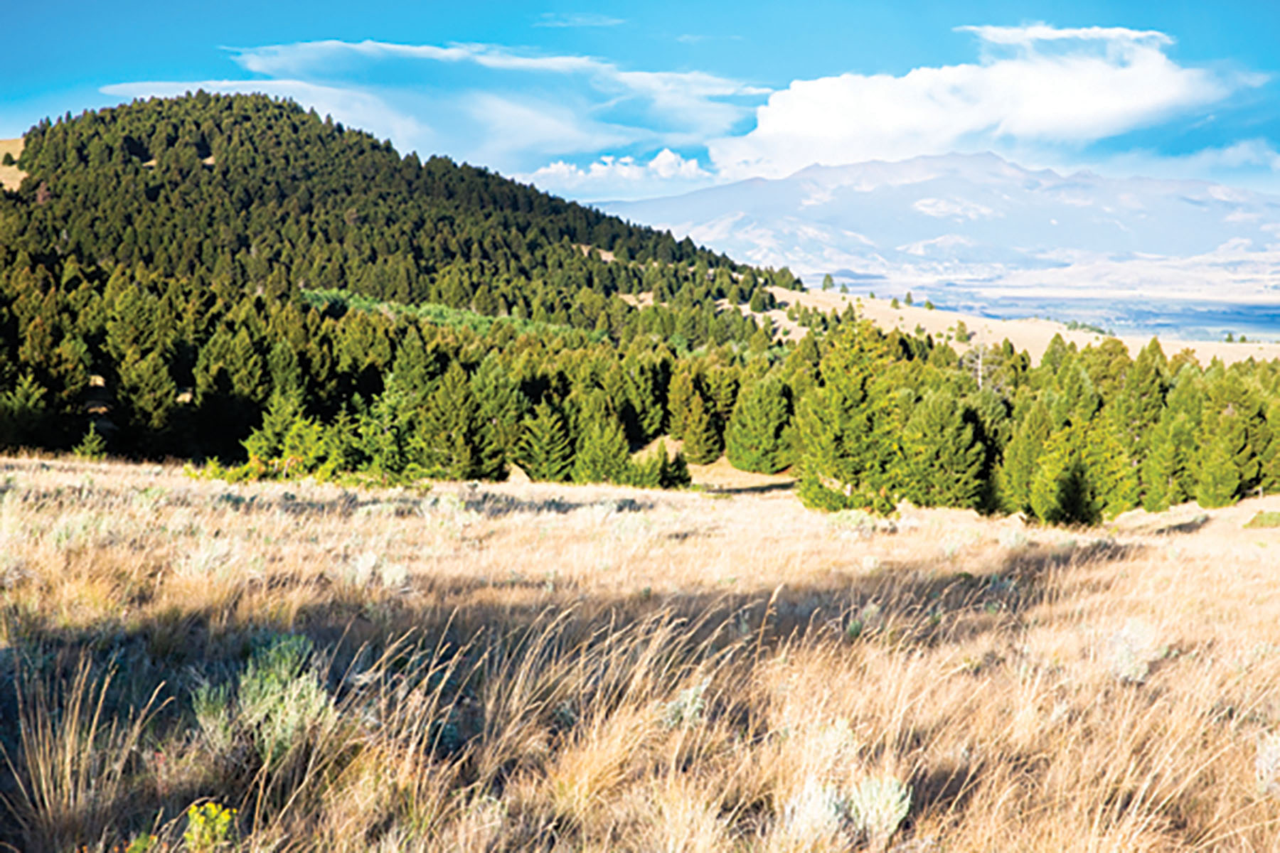 Deer Lodge Mountain Ranch property picture 2 of 29