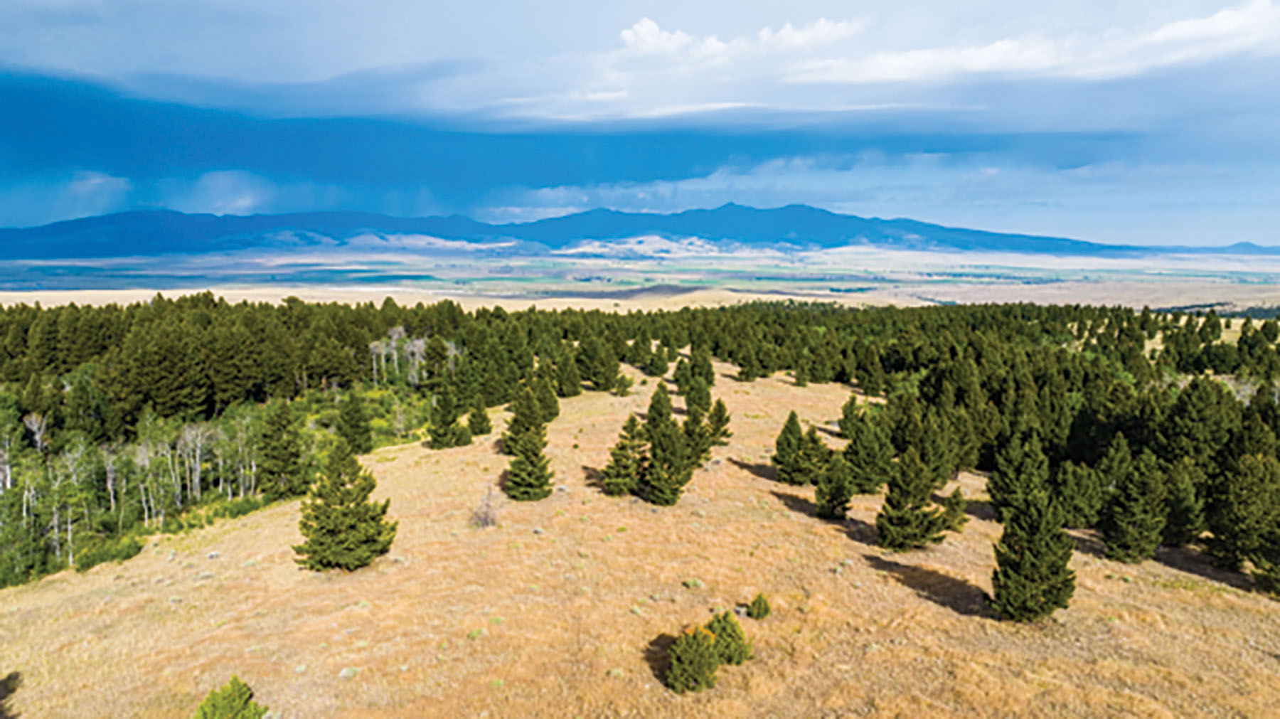 Deer Lodge Mountain Ranch property picture 28 of 29