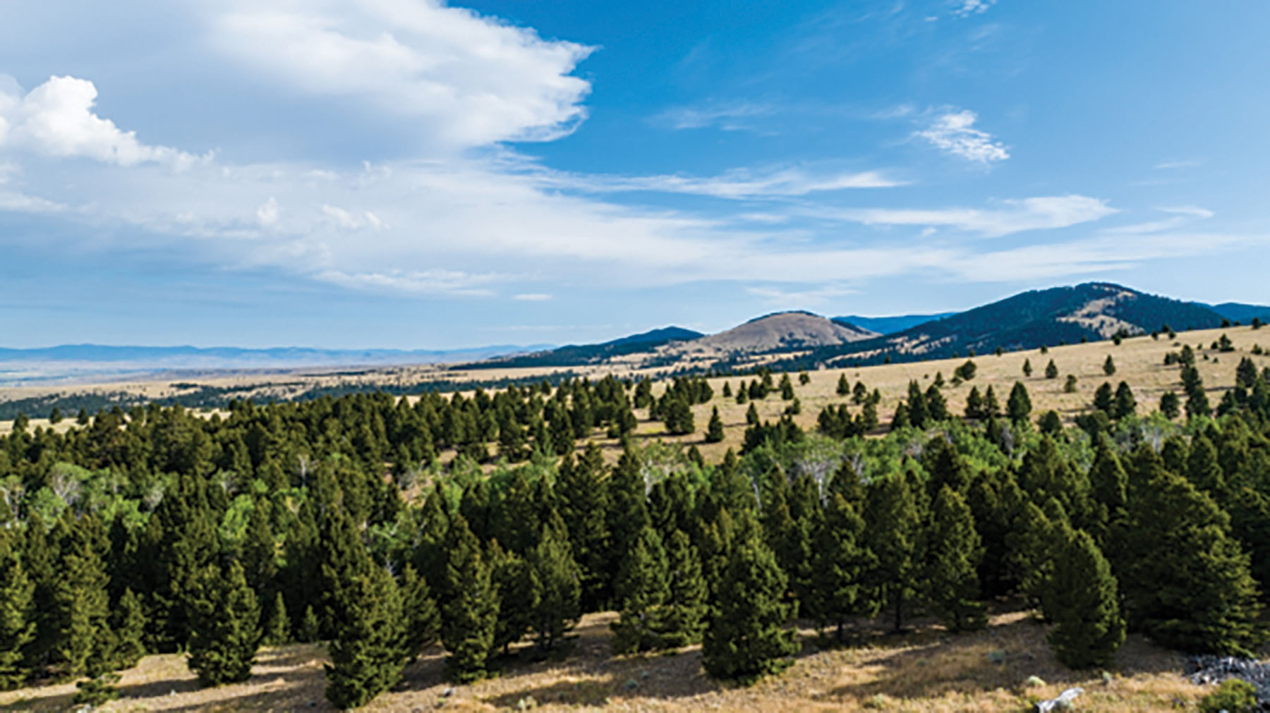 Deer Lodge Mountain Ranch property picture 12 of 29