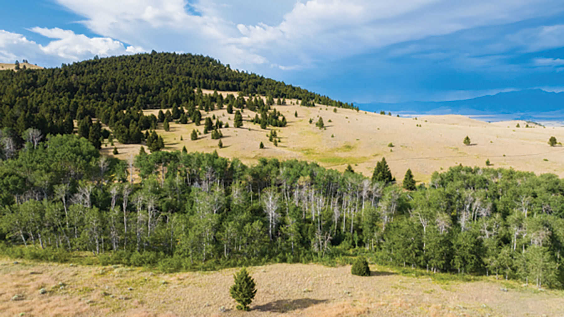 Deer Lodge Mountain Ranch property picture 7 of 29
