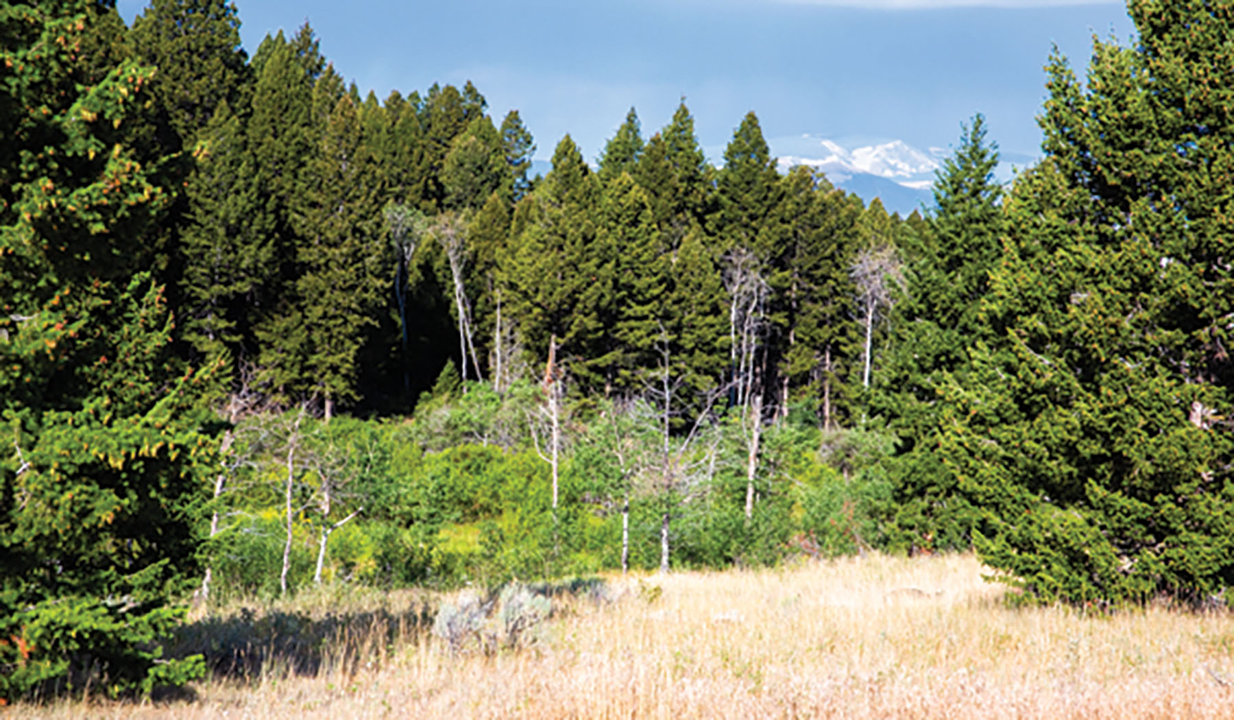 Deer Lodge Mountain Ranch property picture 10 of 29