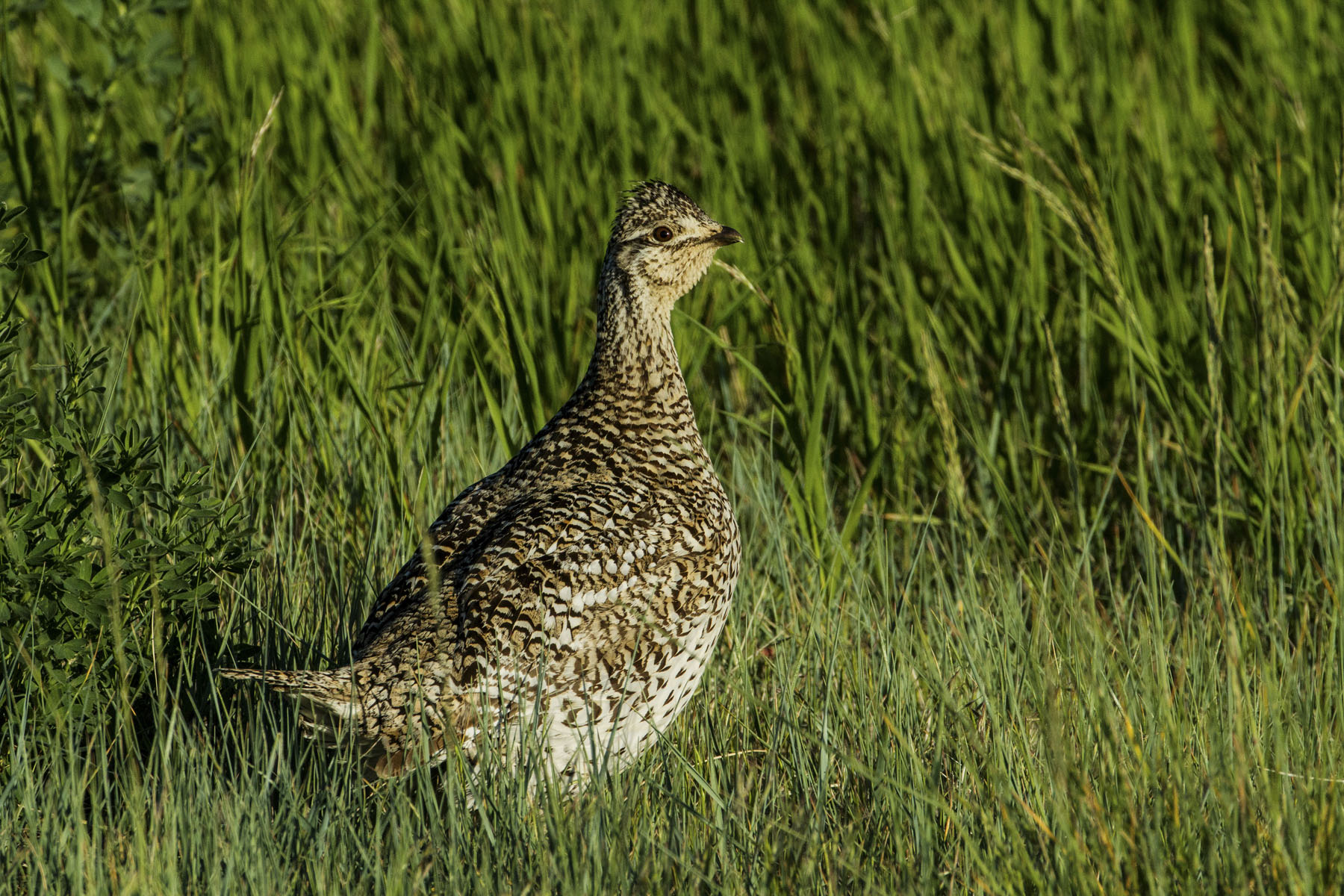 PN Ranch property picture 176 of 184