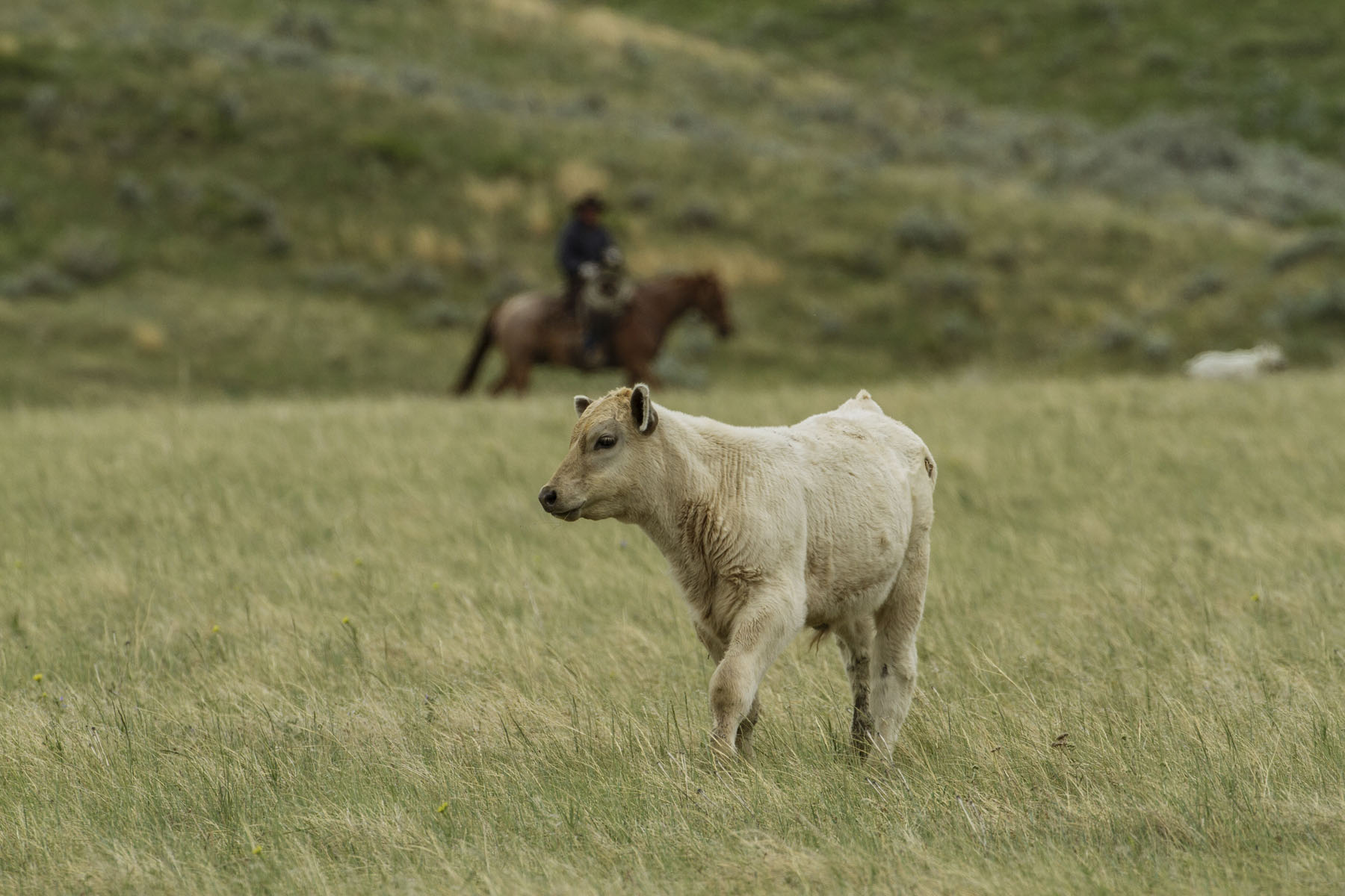 PN Ranch property picture 175 of 184