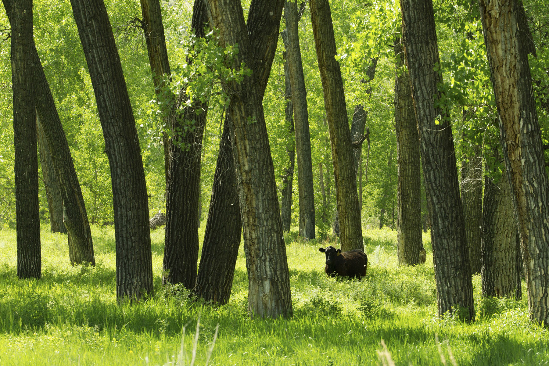 PN Ranch property picture 169 of 184