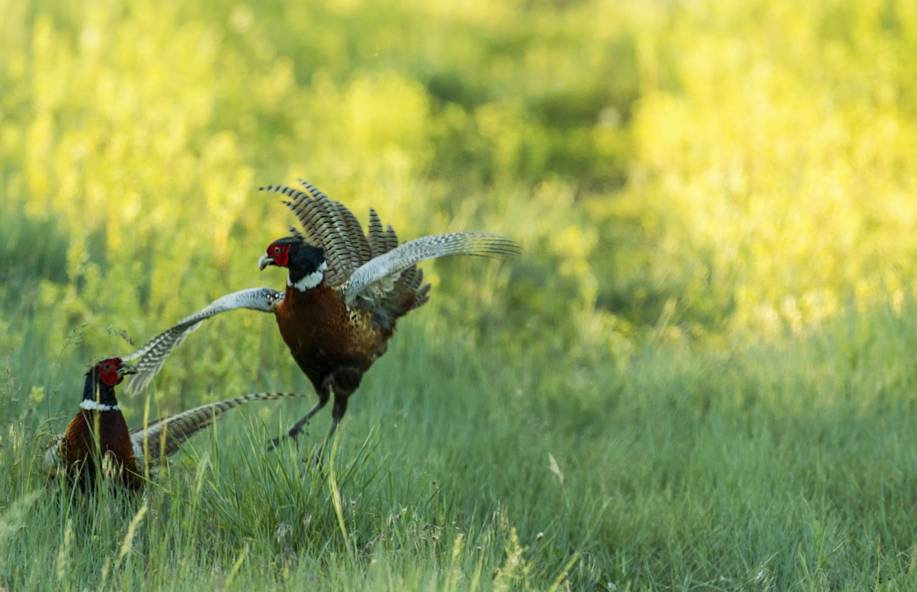 PN Ranch property picture 166 of 184