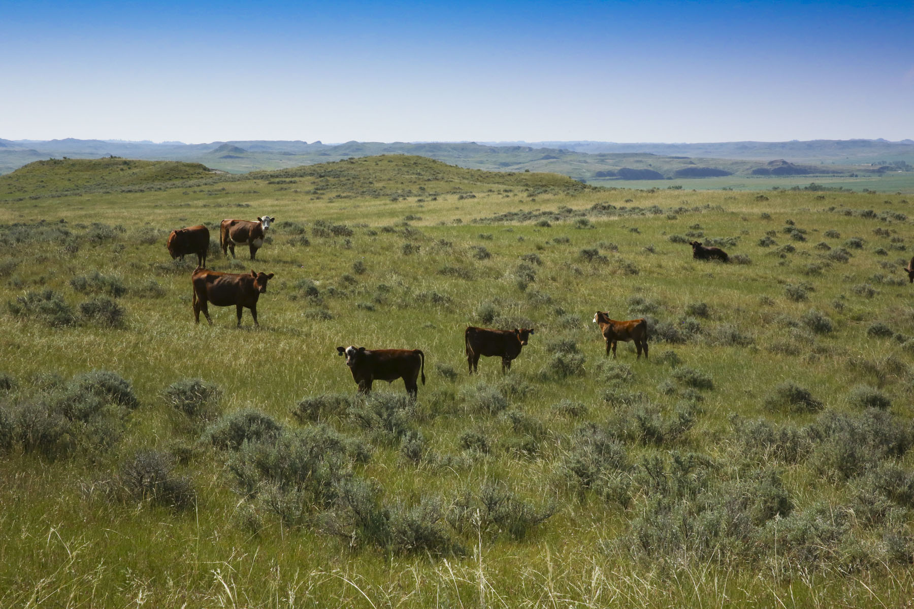 Tongue River Ranch Sold Montana Hall and Hall