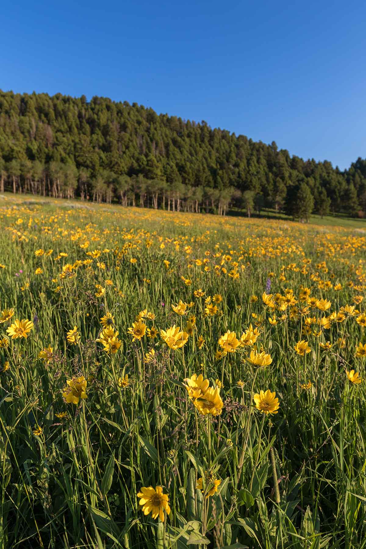 Black Mountain Ranch property picture 57 of 69