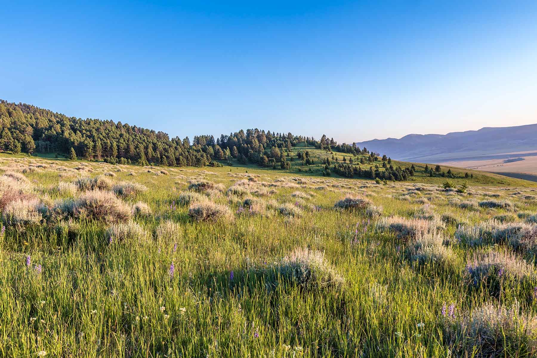 Black Mountain Ranch property picture 8 of 69