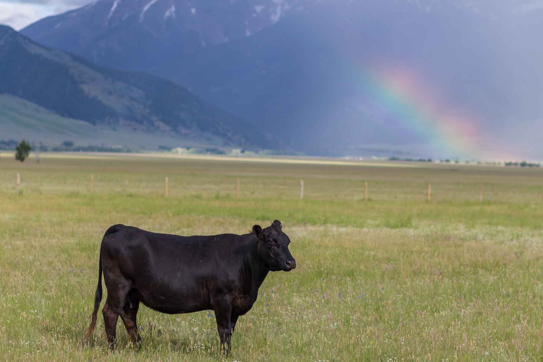 Black Mountain Ranch property picture 35 of 69