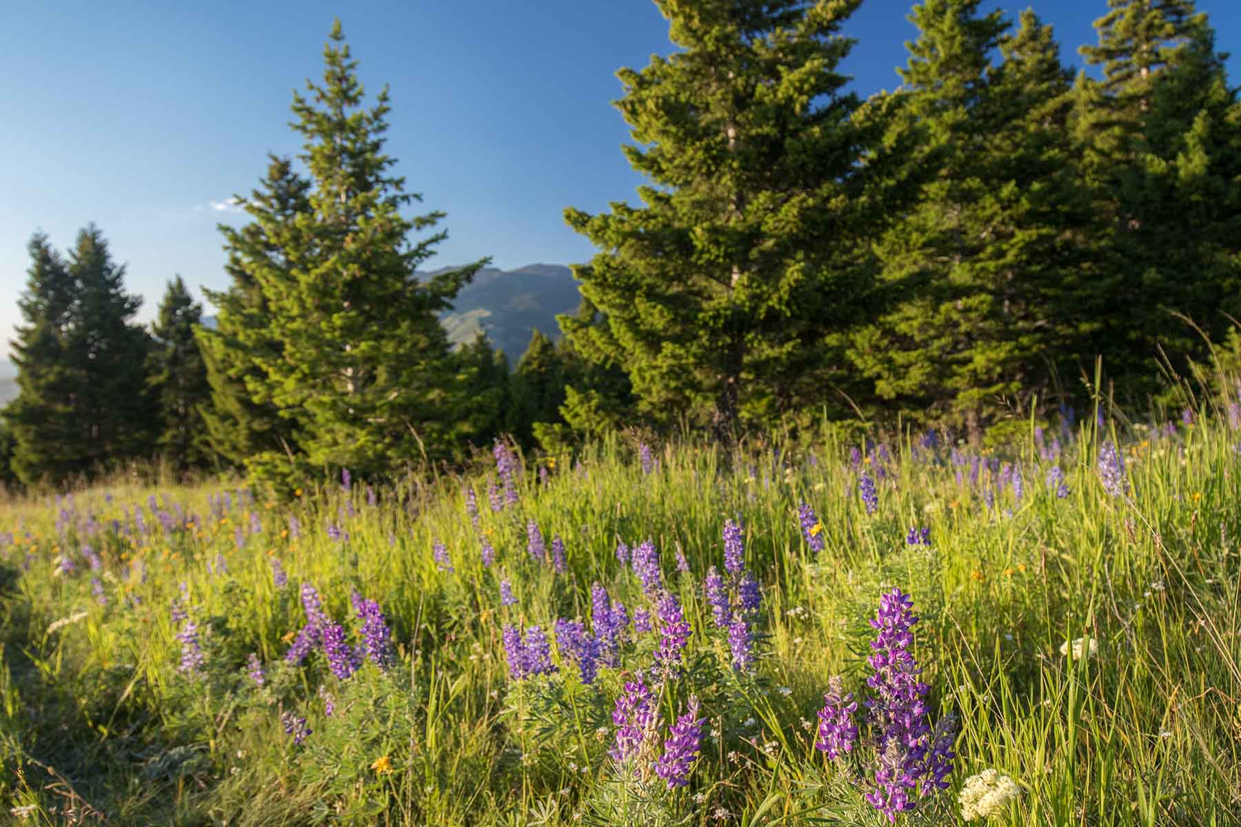 Black Mountain Ranch property picture 10 of 69