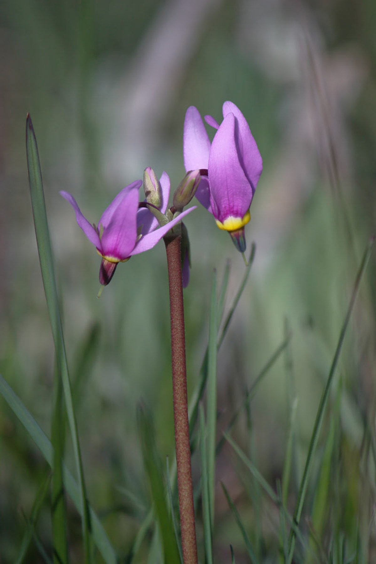 Alice Basin property picture 30 of 39