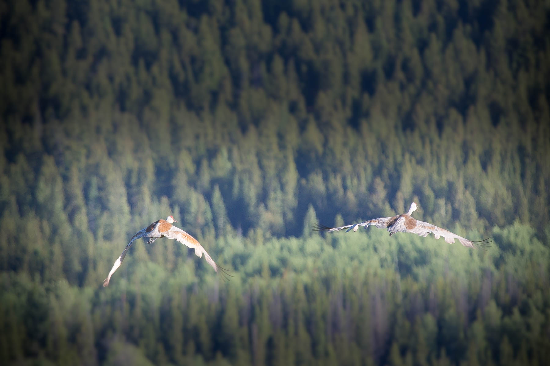 Alice Basin property picture 33 of 39