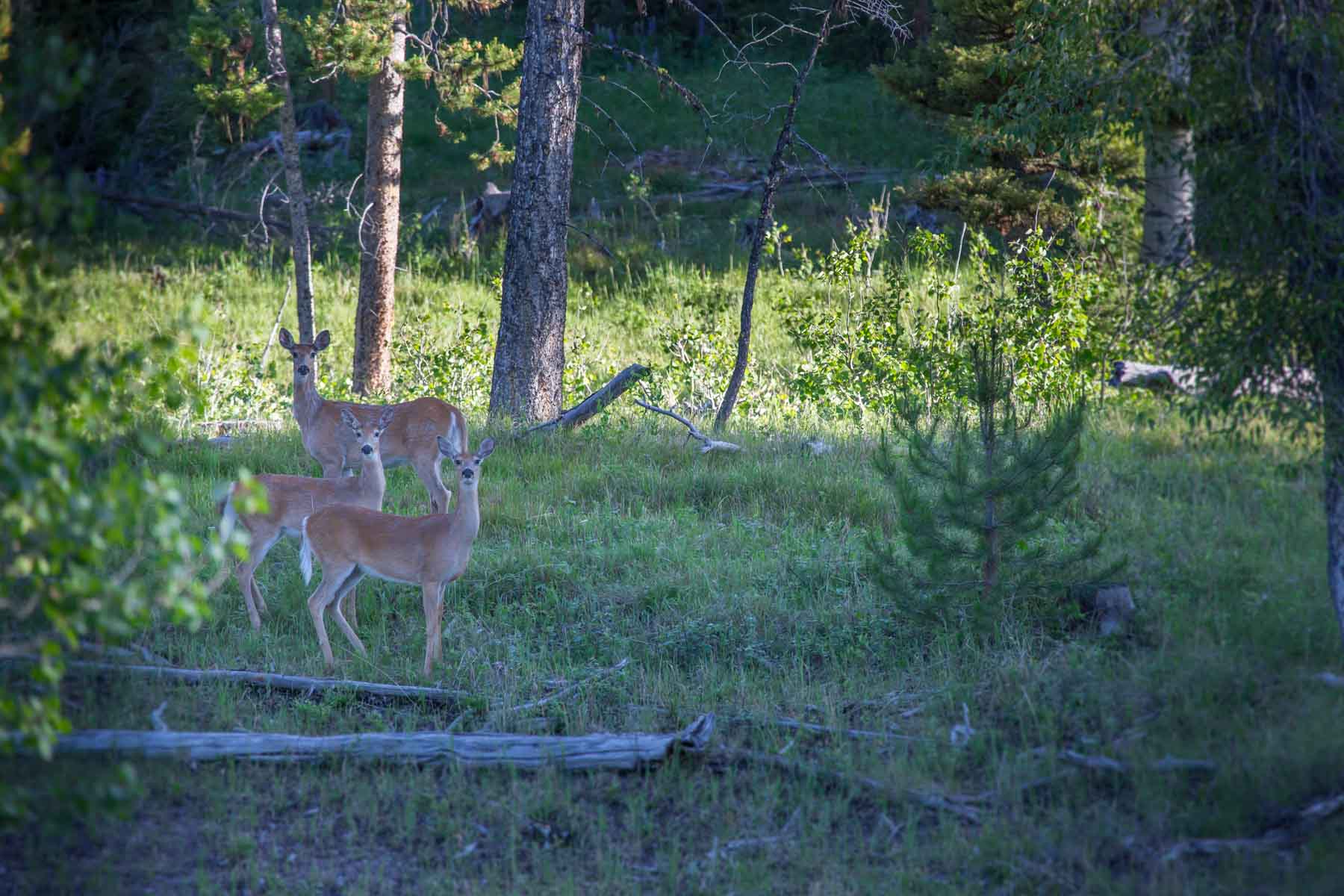 Alice Basin property picture 39 of 39