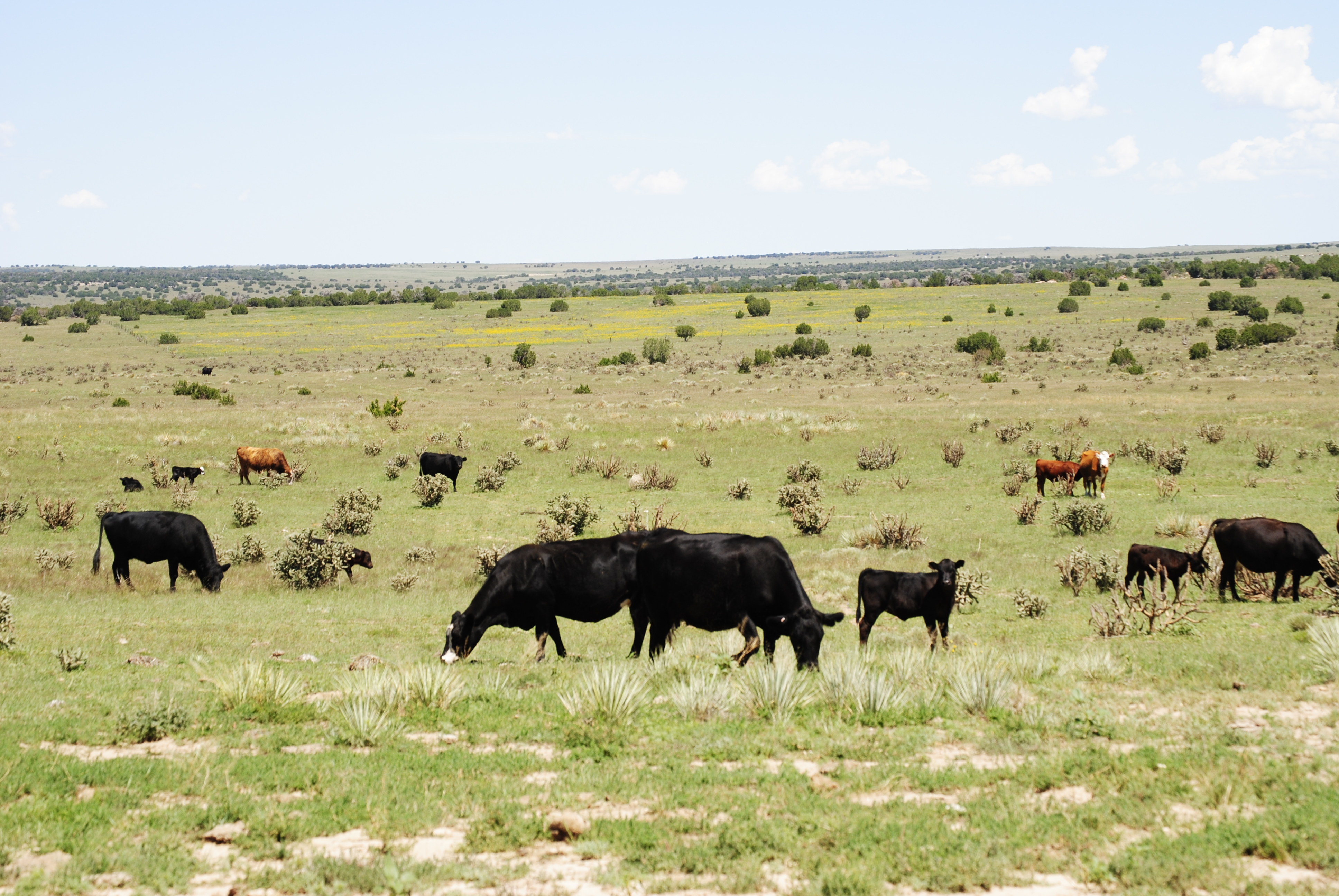 Cucharas Ranch property picture 28 of 41