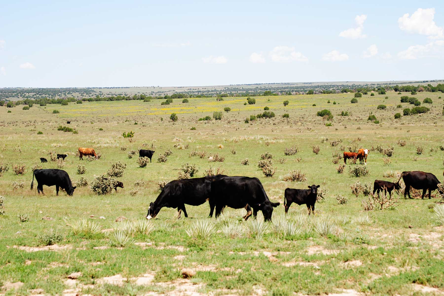 Cucharas Ranch property picture 5 of 41
