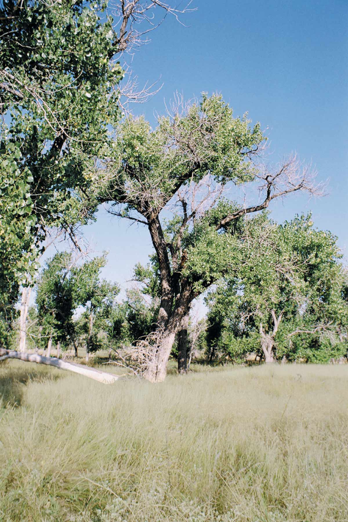 Bradbury Bijou Creek Ranch property picture 15 of 24