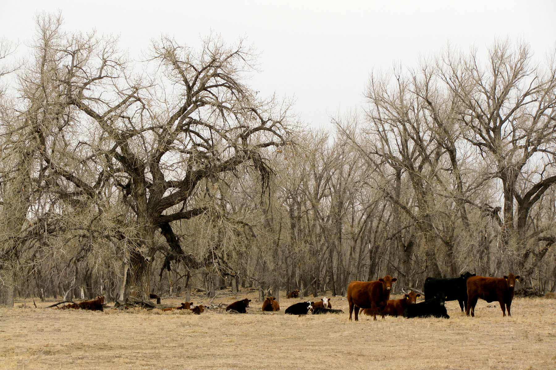 Bradbury Bijou Creek Ranch property picture 20 of 24