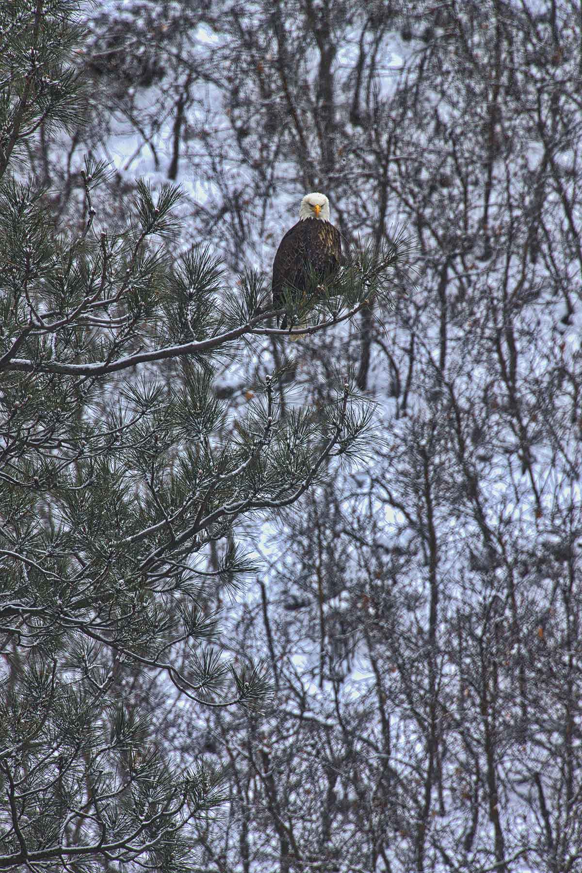 Cascabel property picture 37 of 61