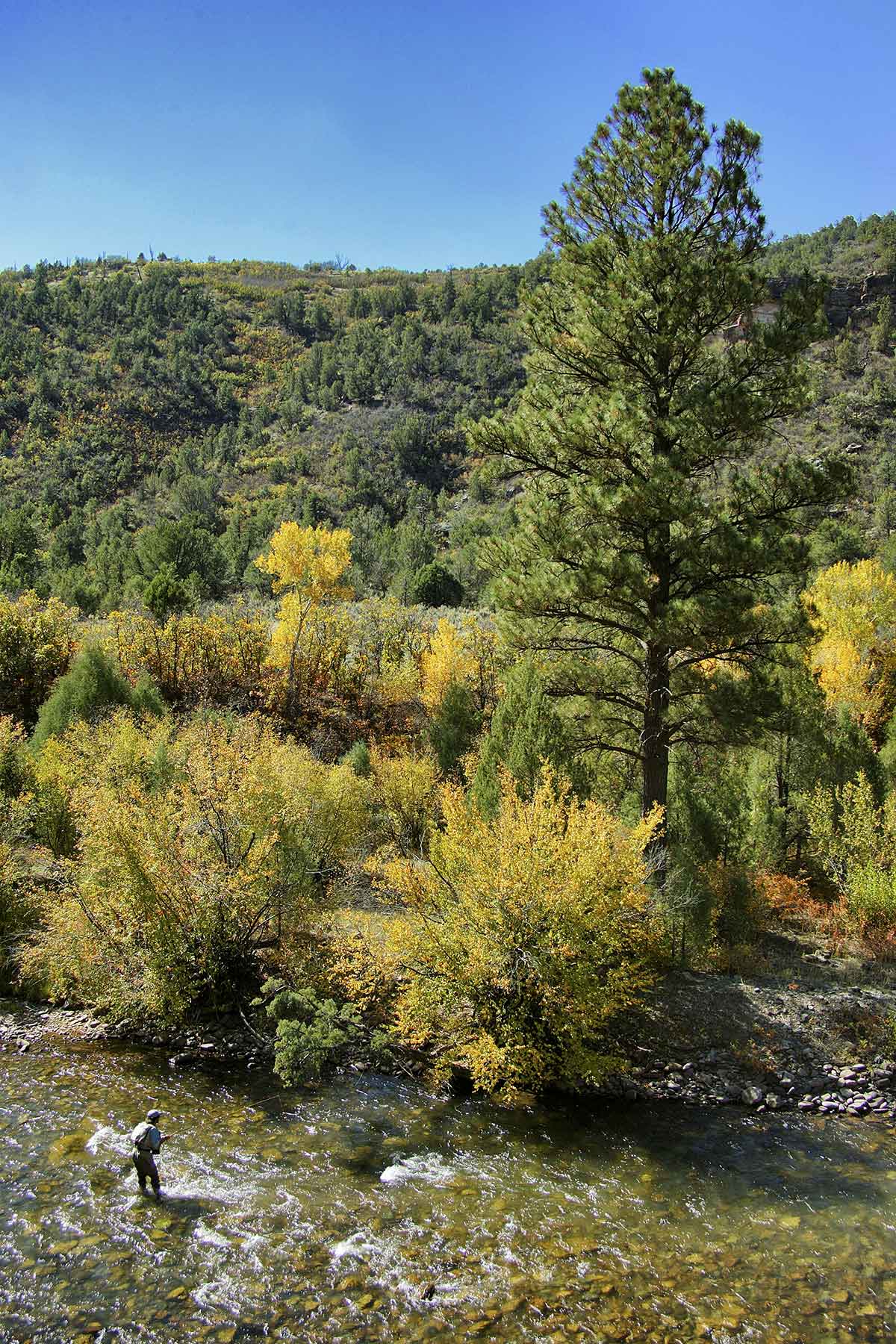 Cascabel property picture 21 of 61