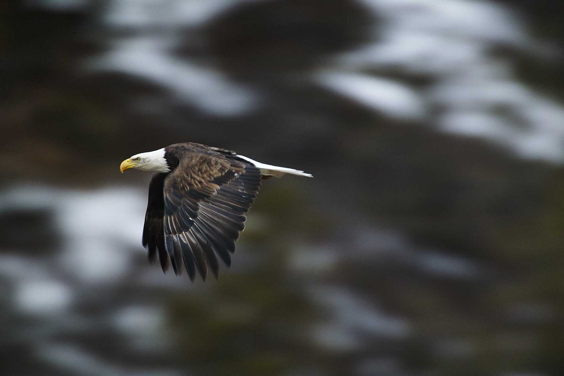 Cascabel property picture 39 of 61